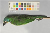 藏品(五色鳥)的圖片